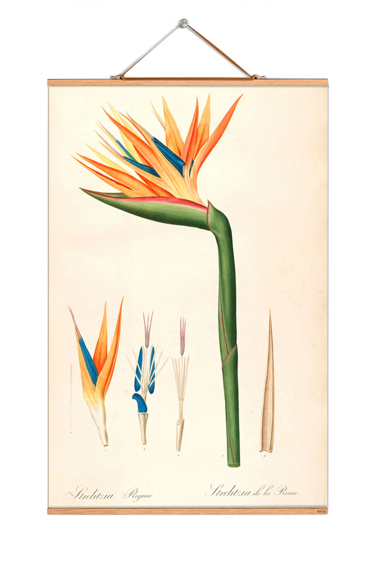 Flowers Poster No 41 eicie EINZELSTÜCK